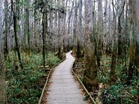 A boardwalk through the swamp