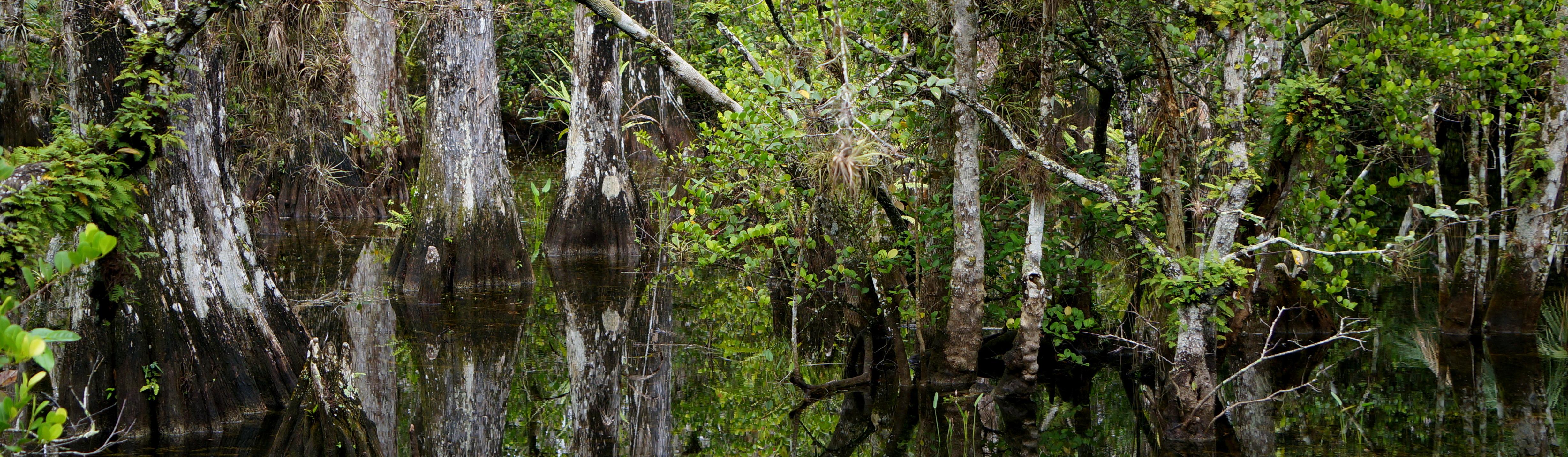 Mug- Renaissance Voyager, Big Cypress - Florida National Parks Association