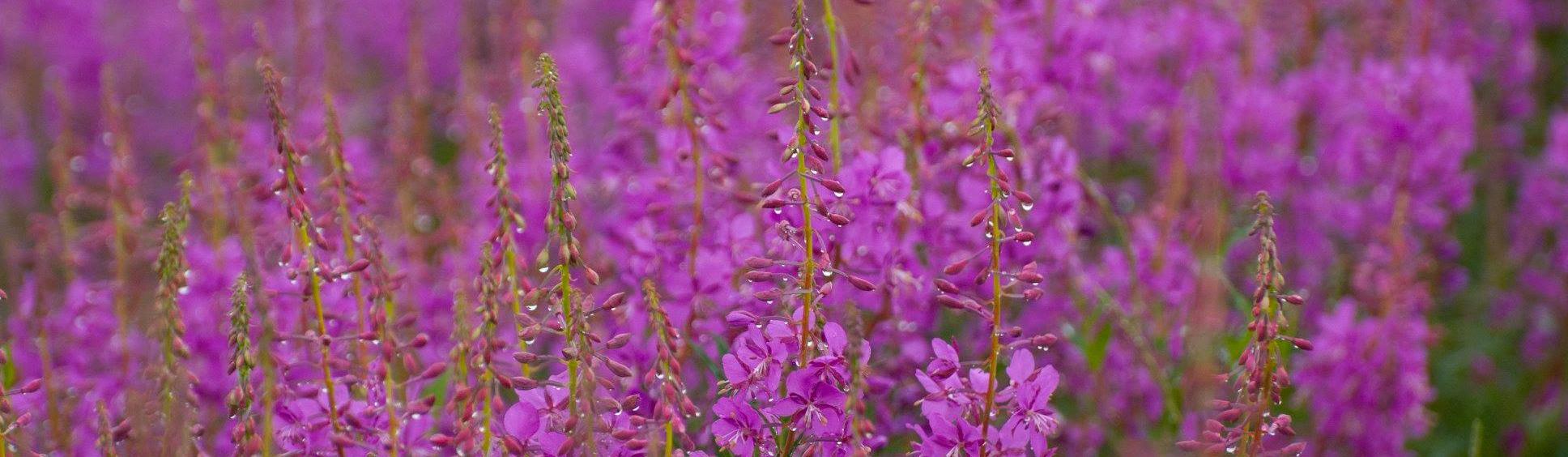 Bering Land Bridge National Preserve U S National Park Service   CC29E0F3 9879 06F8 CE20687873CF9C04 