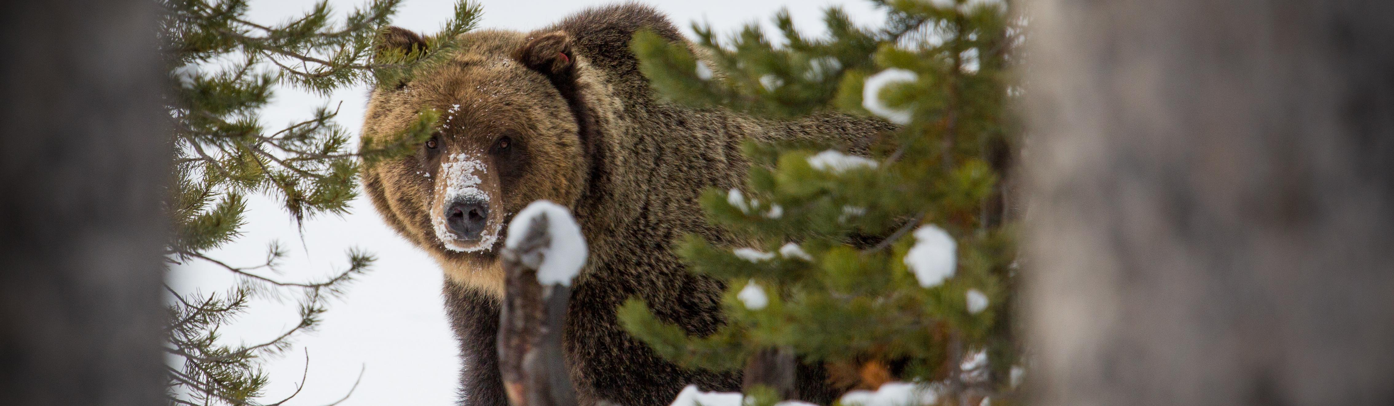 Bears (U.S. National Park Service)