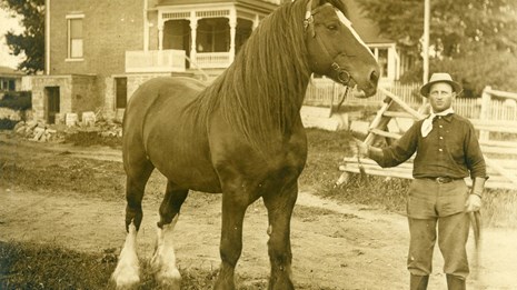 largest horse in the world 1928