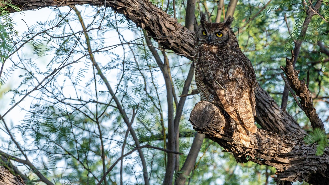 A great horned owl sits in a tree at Cottonwood Campground.