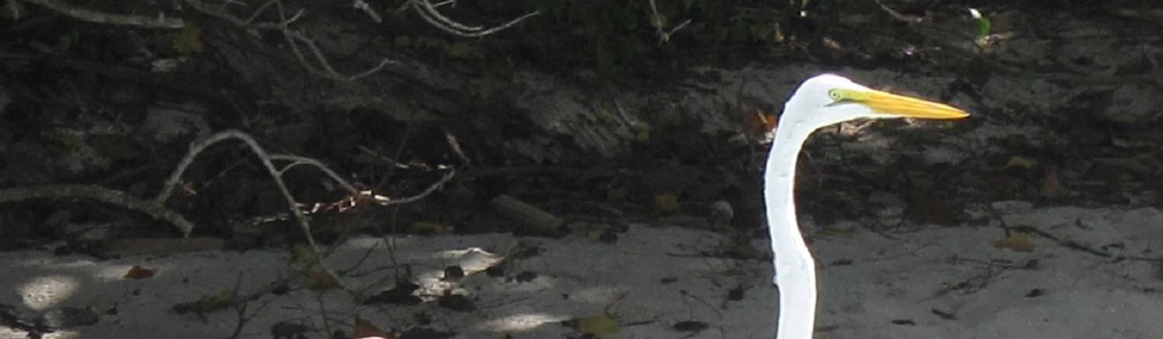 Two birds walking on the beach