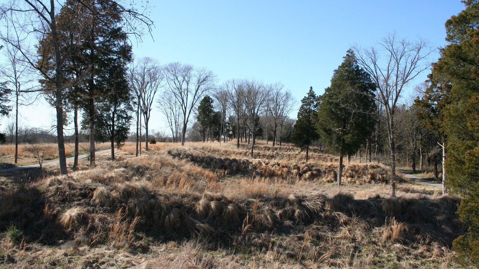 Large, rectangular earthworks covered by tall grass with trees growing along the ridges.