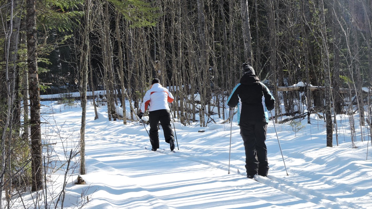 Two cross country skiers on a trail through the forest.