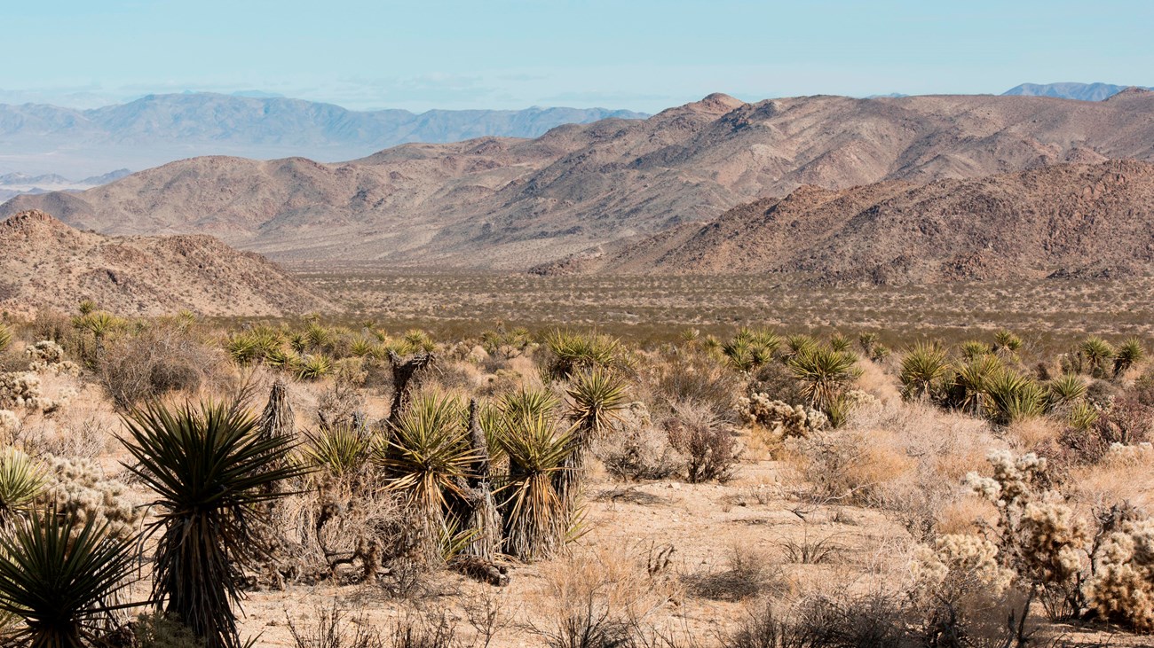 A valley filled with Mojave yuccas and desert vegetation with mountains in the backbround.