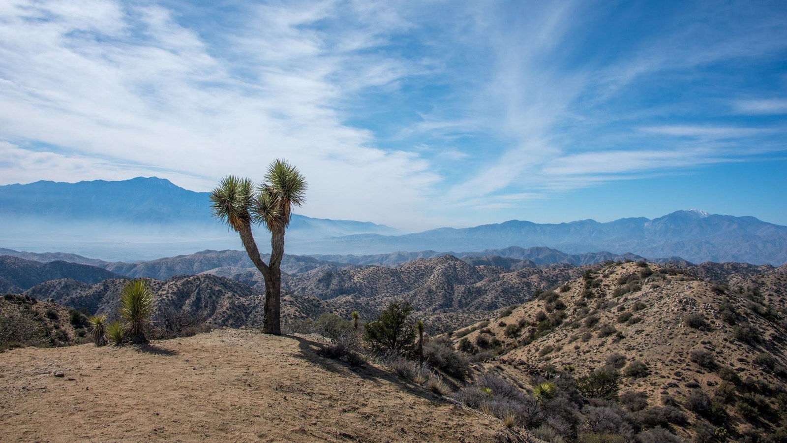 A single palm tree stands on hill peak with hills and mountains in the background