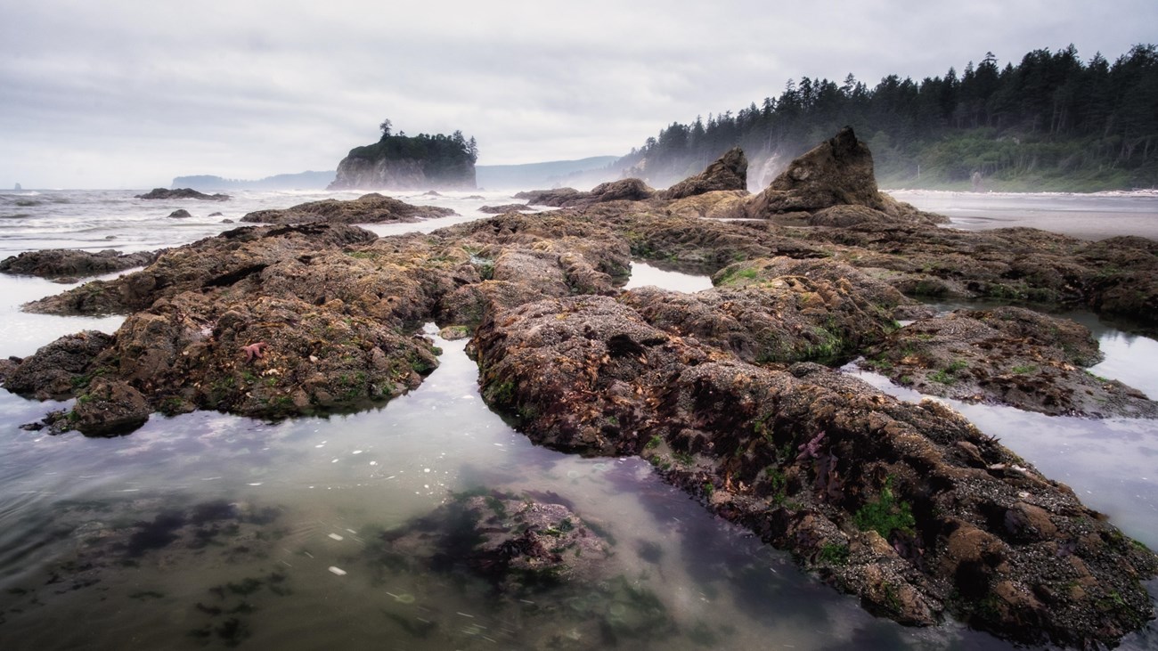 Tidepooling on the Olympic Coast (U.S. National Park Service)