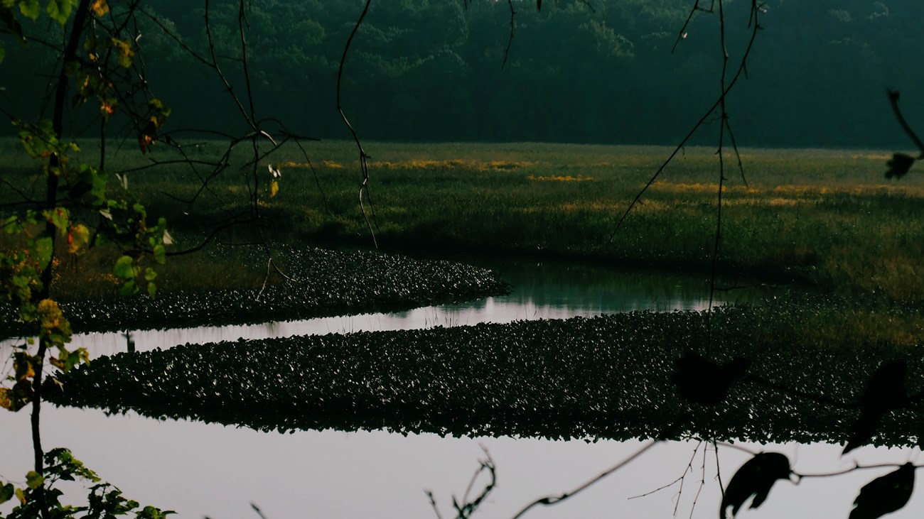 A windy river through marsh grasses viewed through some branches. 