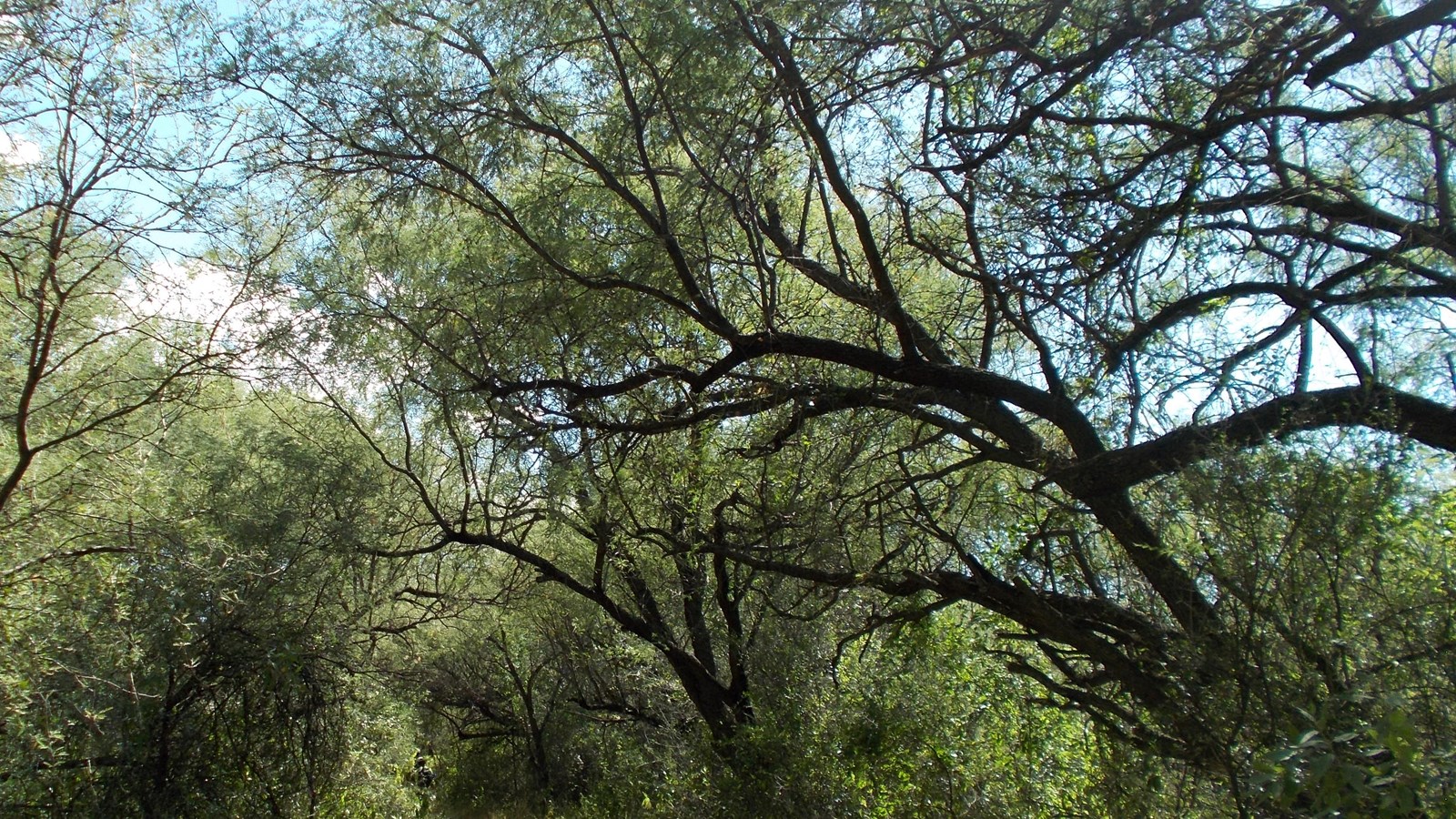 Canopy of mesquite branches on either side of dirt trail.