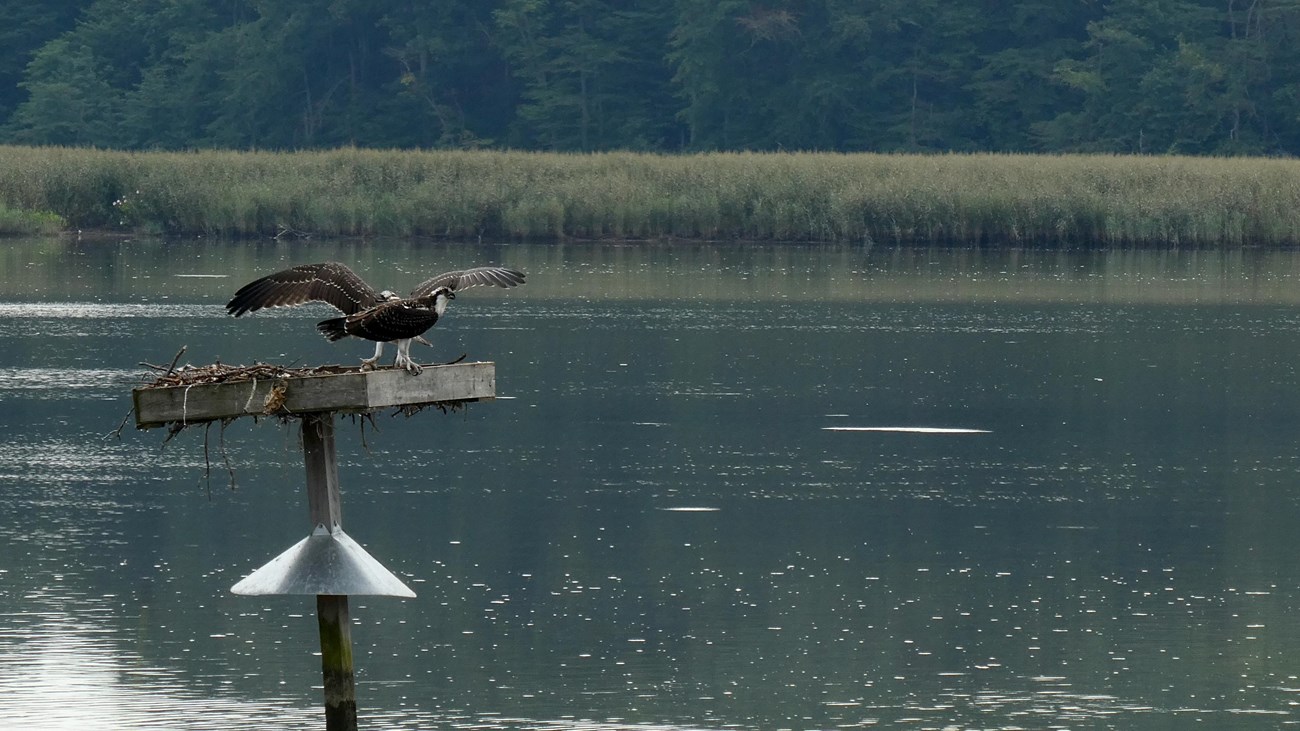 An osprey on a nesting platform above a marsh. 