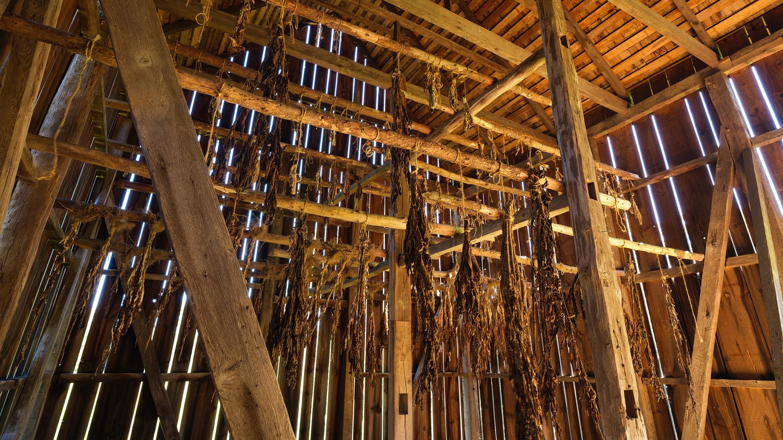 Tobacco barn ceiling with drying tobacco hanging from it
