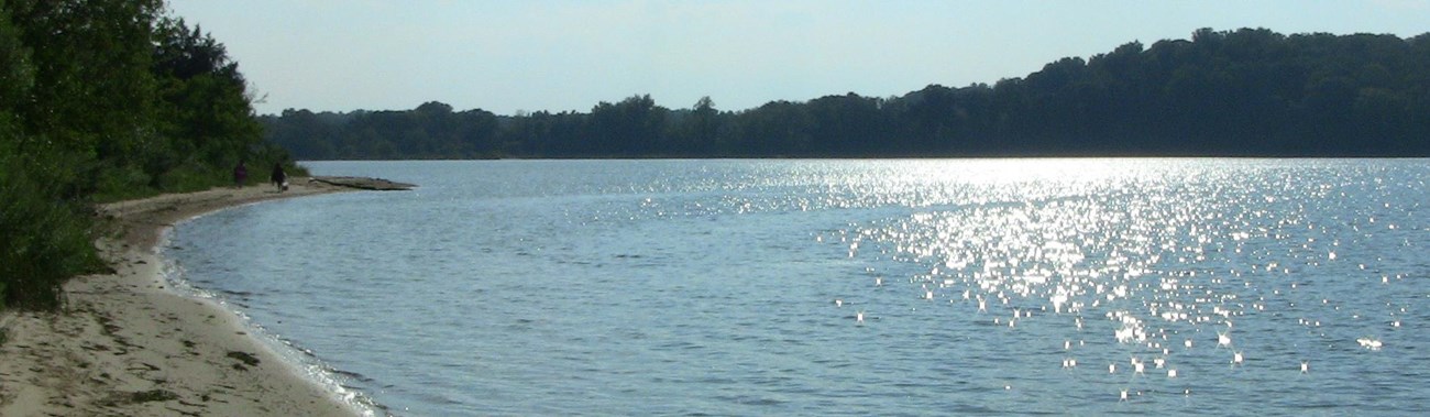 view of trees along a sandy shoreline