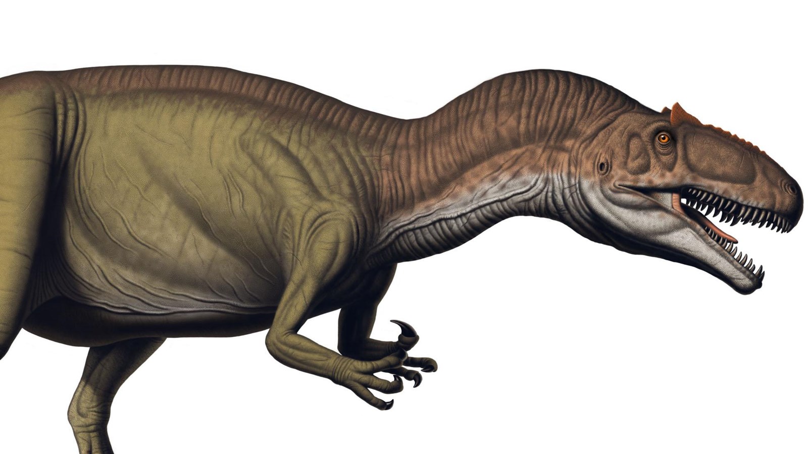 A large 2-legged carnivorous dinosaur with large claws and eye ridges.