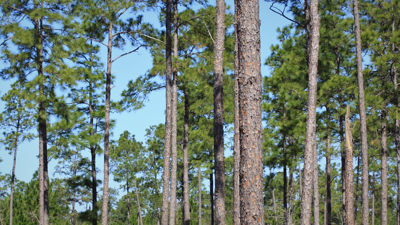 Forest of longleaf pines and other pine species with a blue sky in the background.