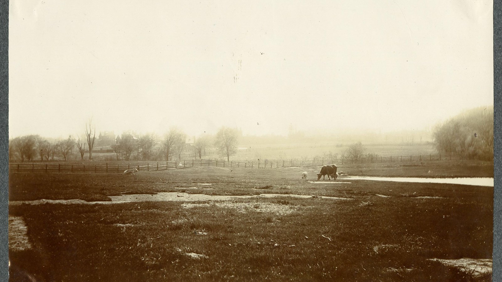 Black and white of flat grassy area with cows on it and fence and trees in distance 