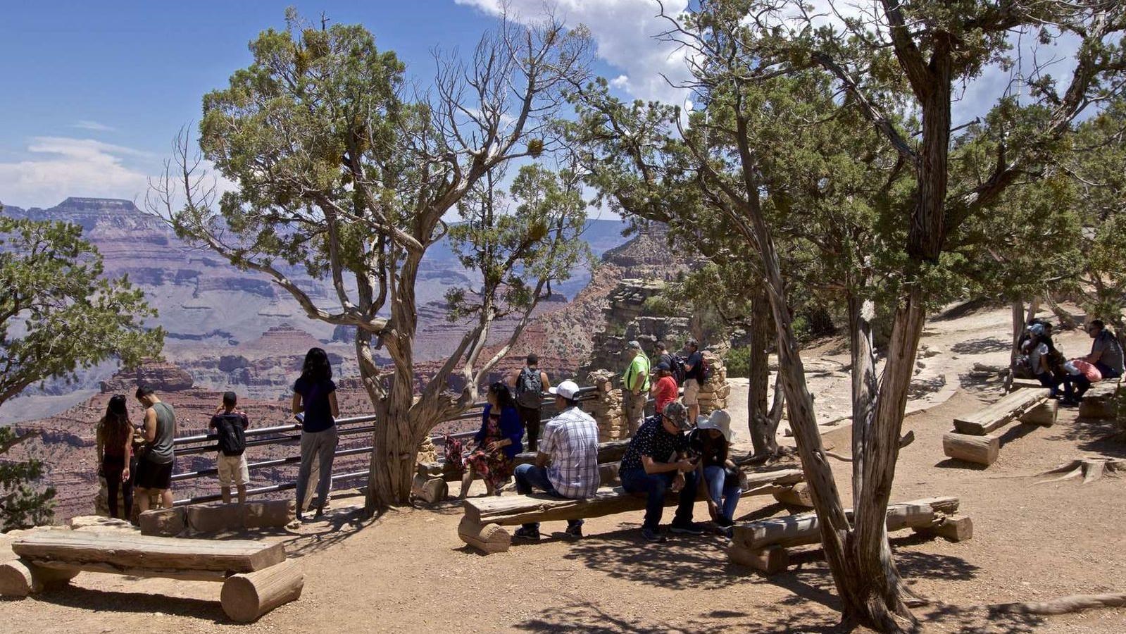 Visitors sit on stone and wooden benches overlooking the Grand Canyon, surrounded by stout trees.