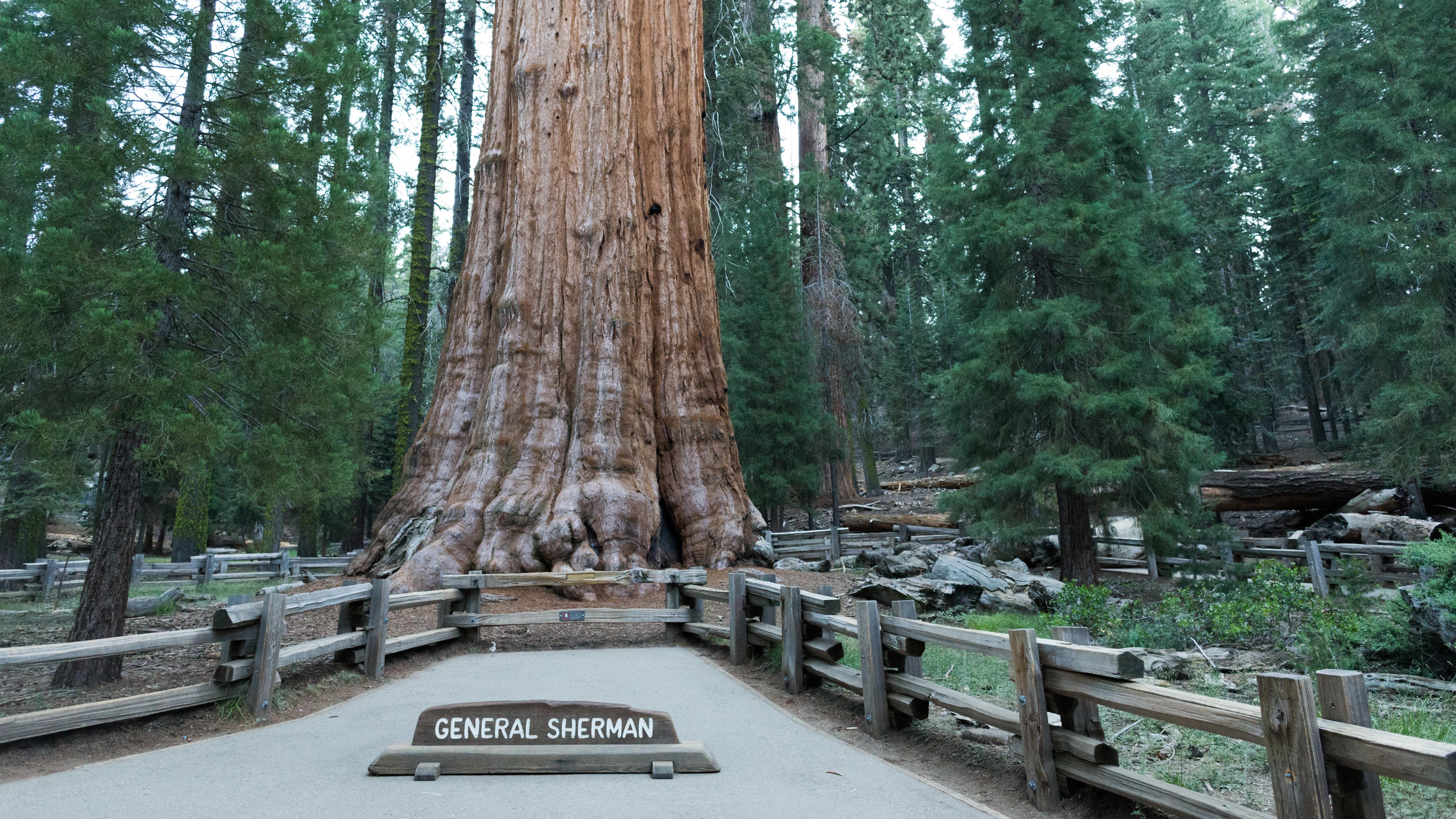 General Sherman Tree File General Sherman Tree Bild 2 Jpg Wikimedia   1BF87320 E487 28A4 8E0F241A813FA447 