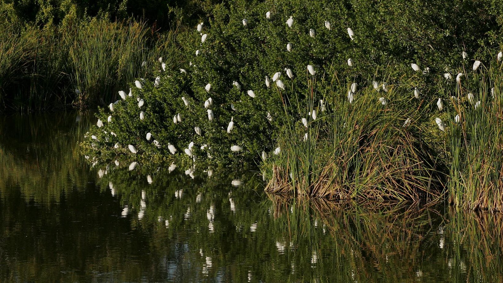 Dozens of white birds birch on green vegetation next to a calm and reflective body of water