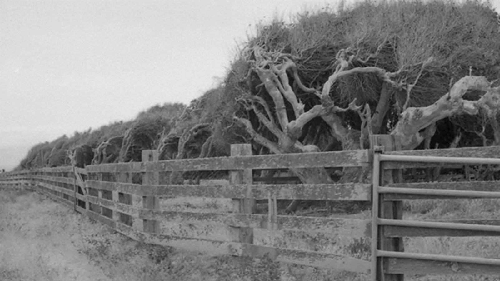 Trees along fence line that are growing sideways due to wind. 