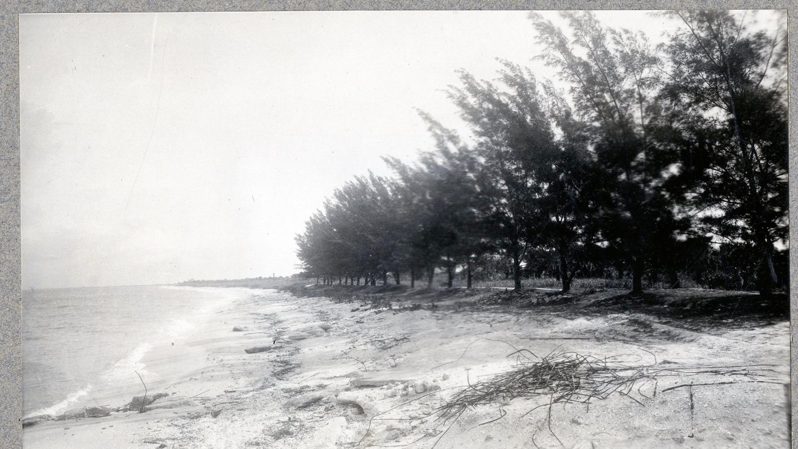 Black and white of sandy beach with water on one side, row of trees on the other