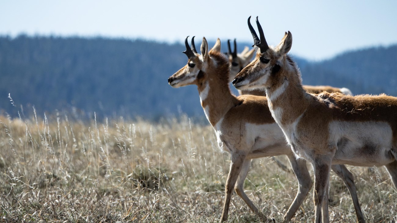 Three male pronghorns stand together in a field of grass