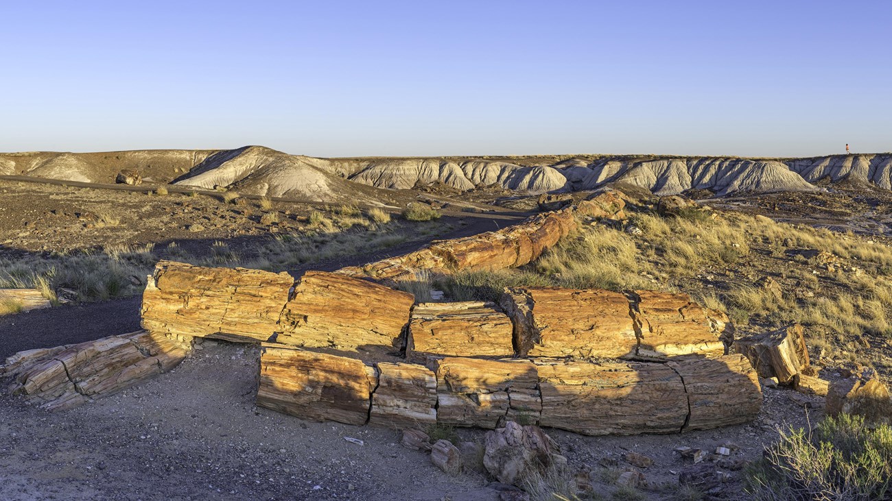 Late sunlight touches long petrified logs along a trail amidst badlands.