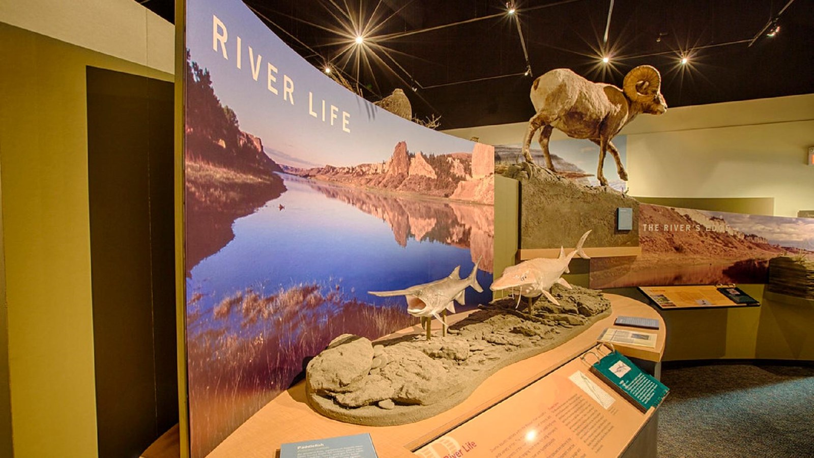 A museum exhibit with a scene of the Missouri river, 3-dimensional fish, and information panels