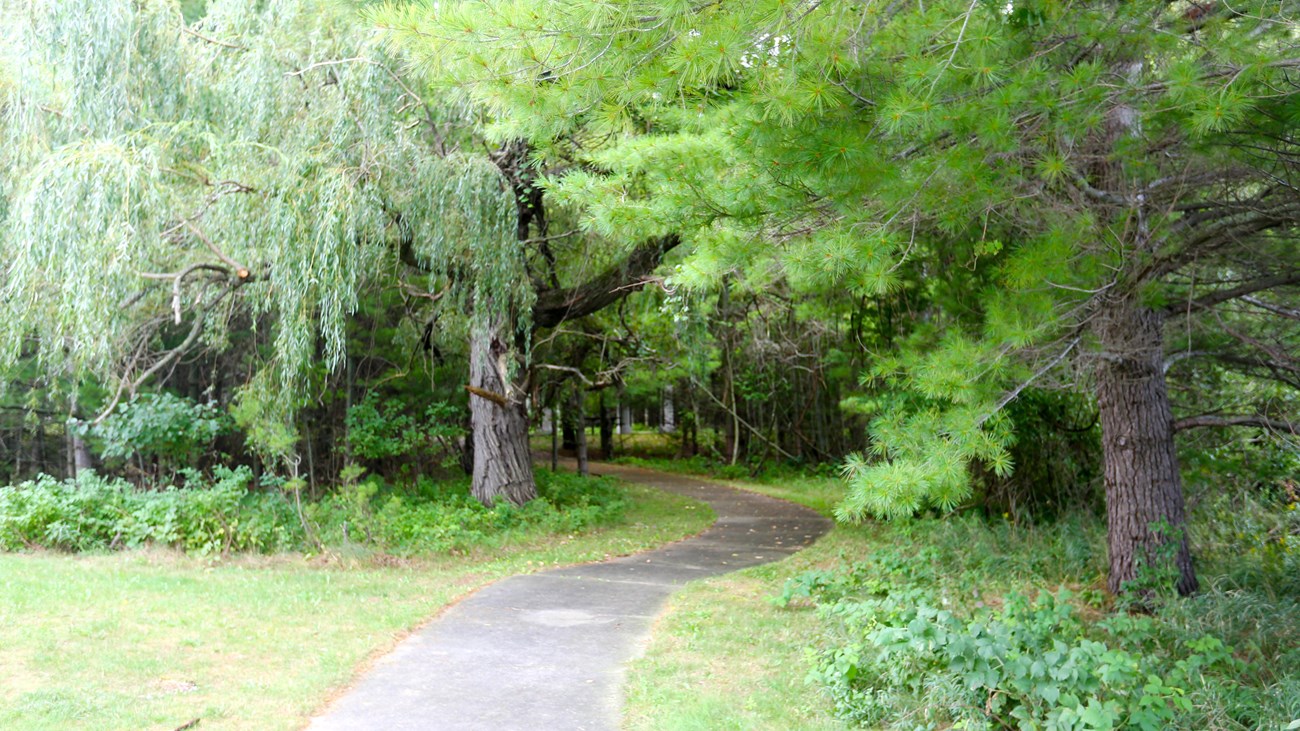 Paved path through lush green trees