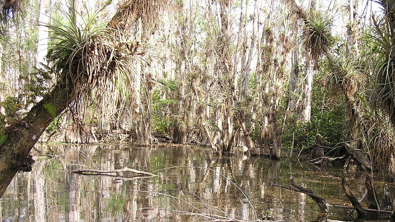 Cypress trees surrounding a pool of water. Air plants can be seen on cypress trees
