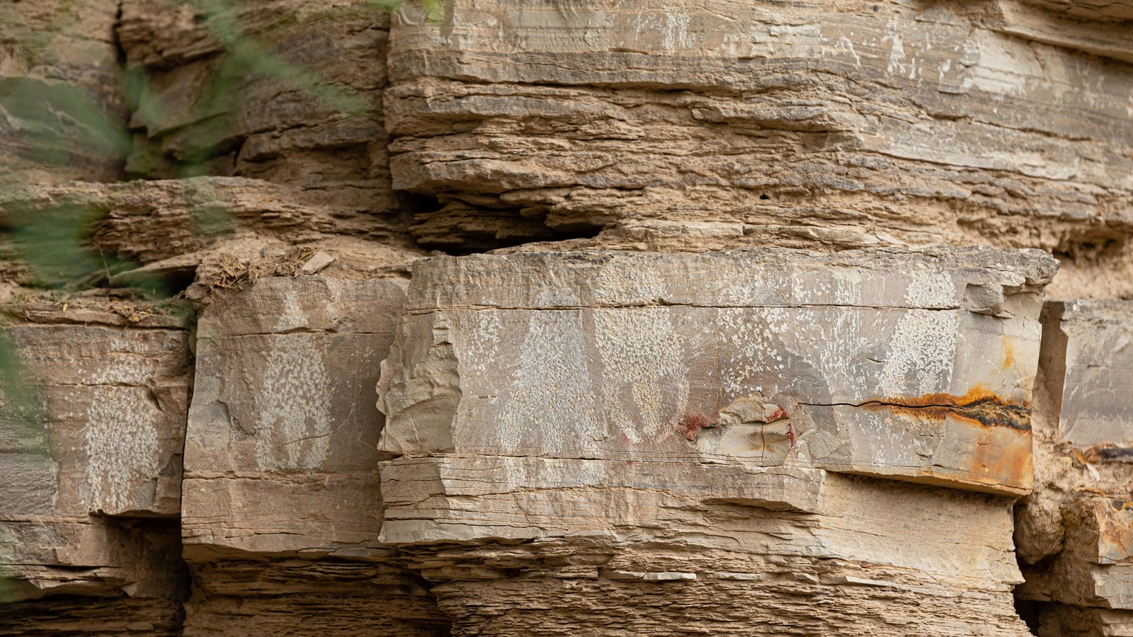 A series of five images have been pecked into limestone rock.