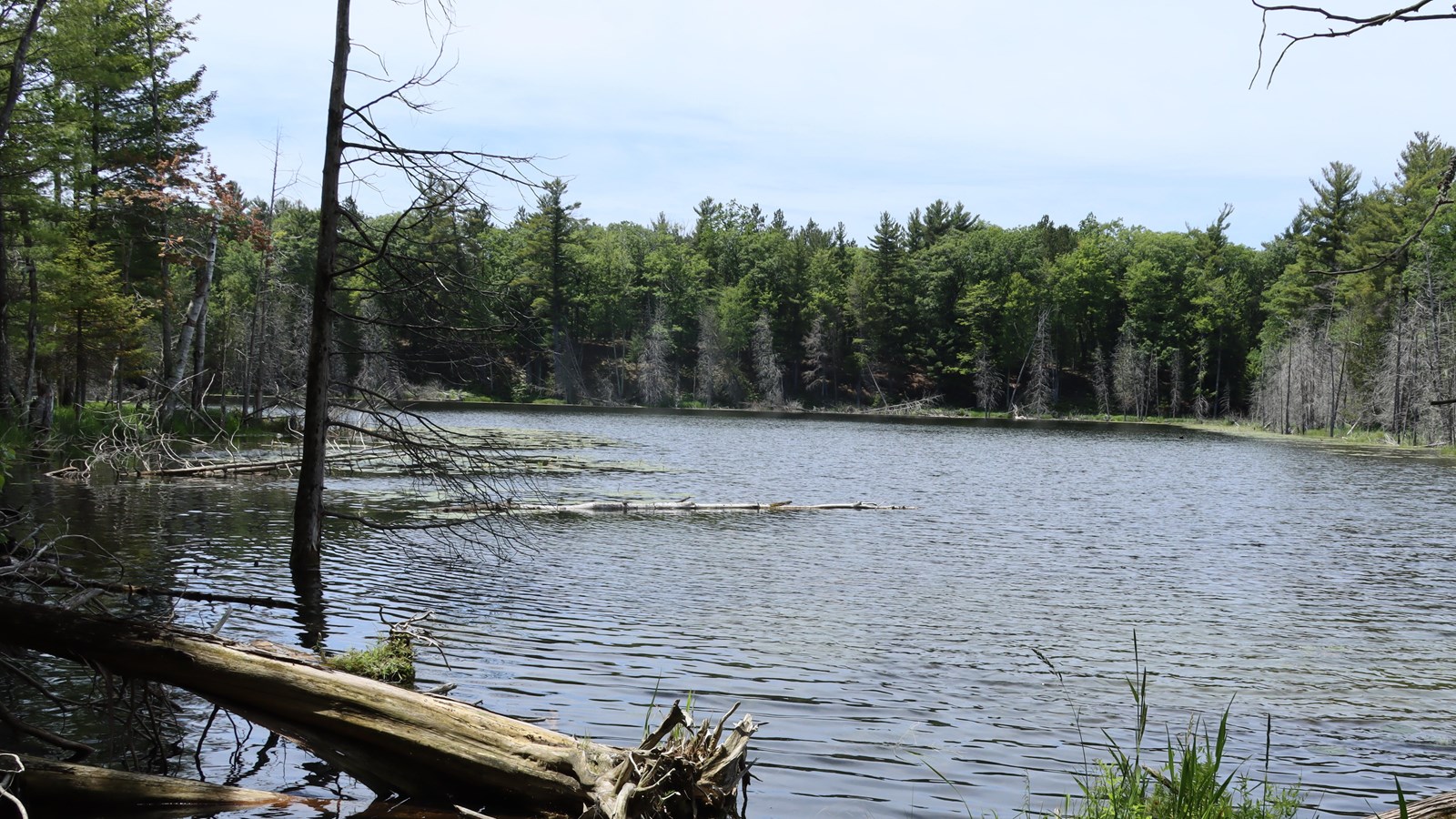 Amidst murky rippled water are fallen trunks and clumps of grasses growing in the water.