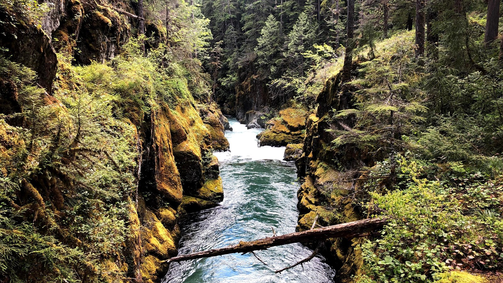 The blue Ohanapecosh River runs through a moss covered canyon through the old-growth forest.