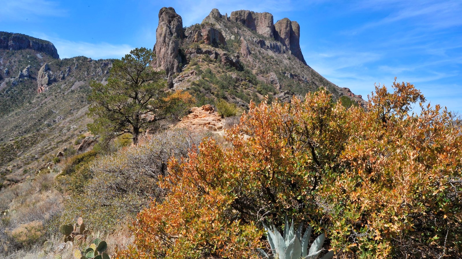 A mountainside with desert plants and trees with a tall rocky peak in the background
