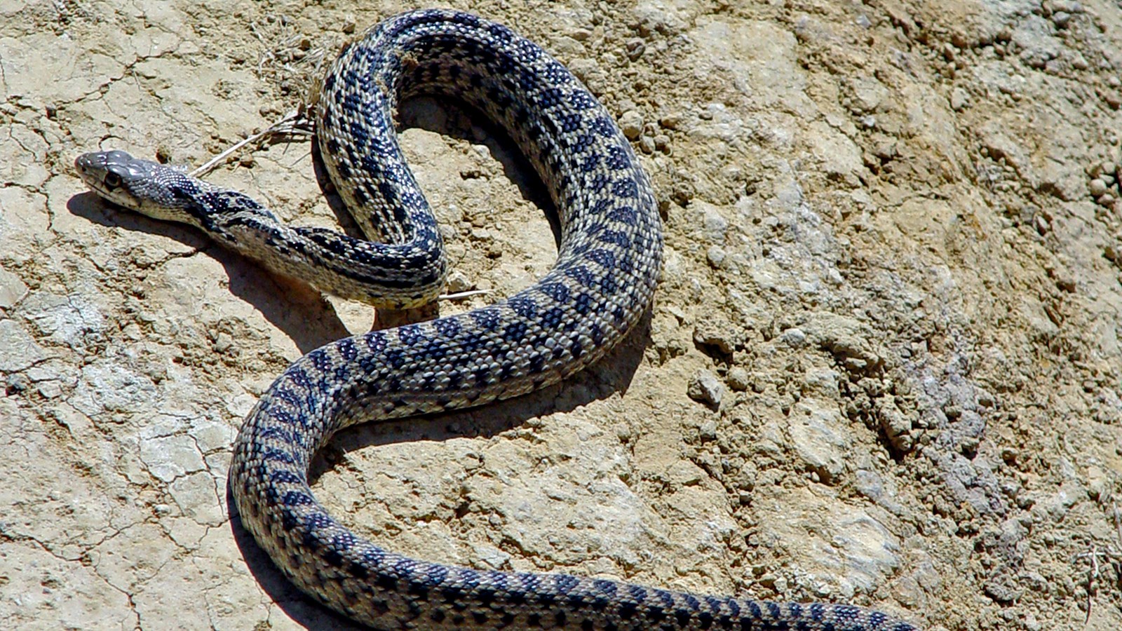 Gopher Snake - Los Angeles Zoo and Botanical Gardens