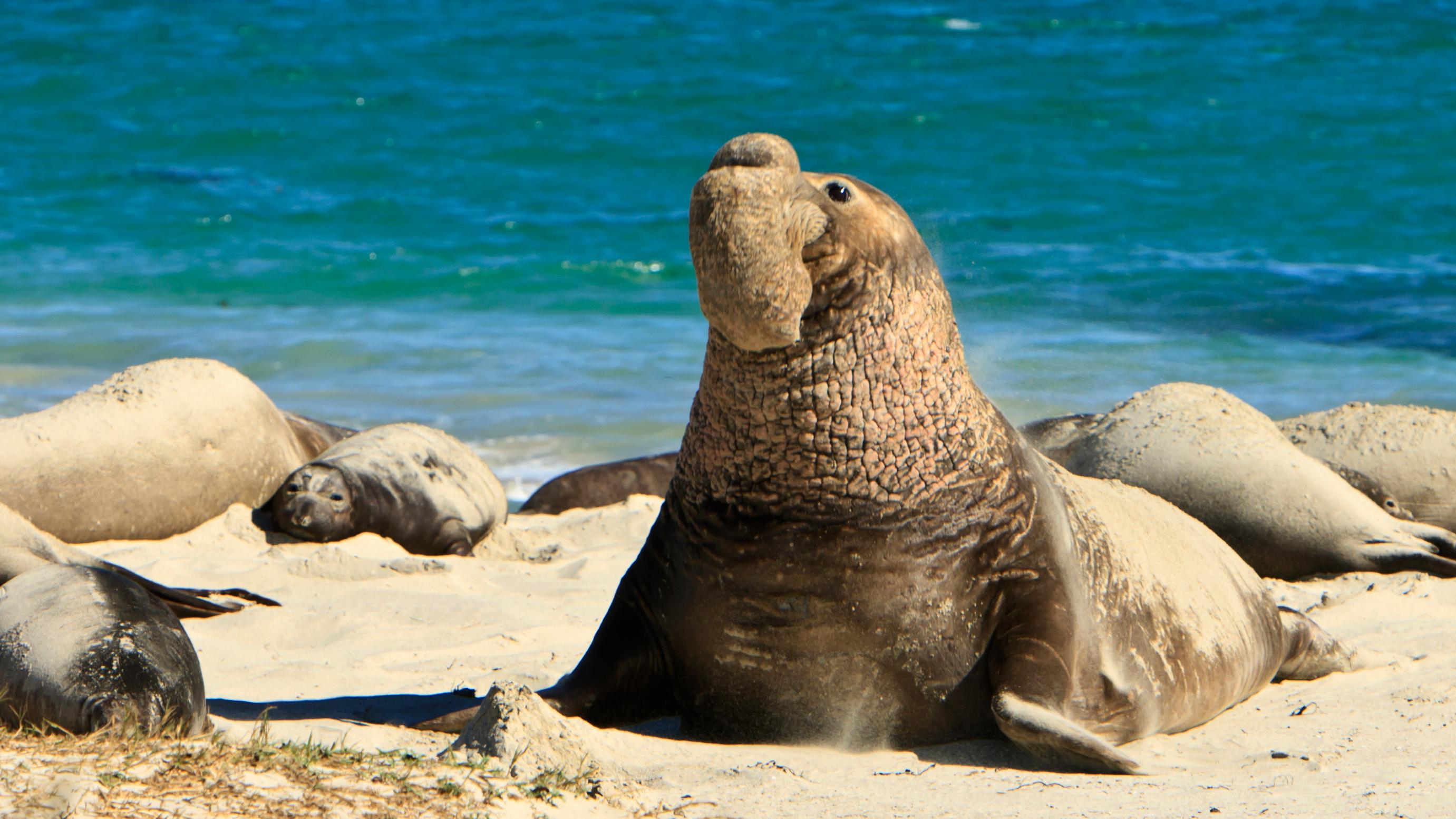 Northern Elephant Seal U.S. National Park Service