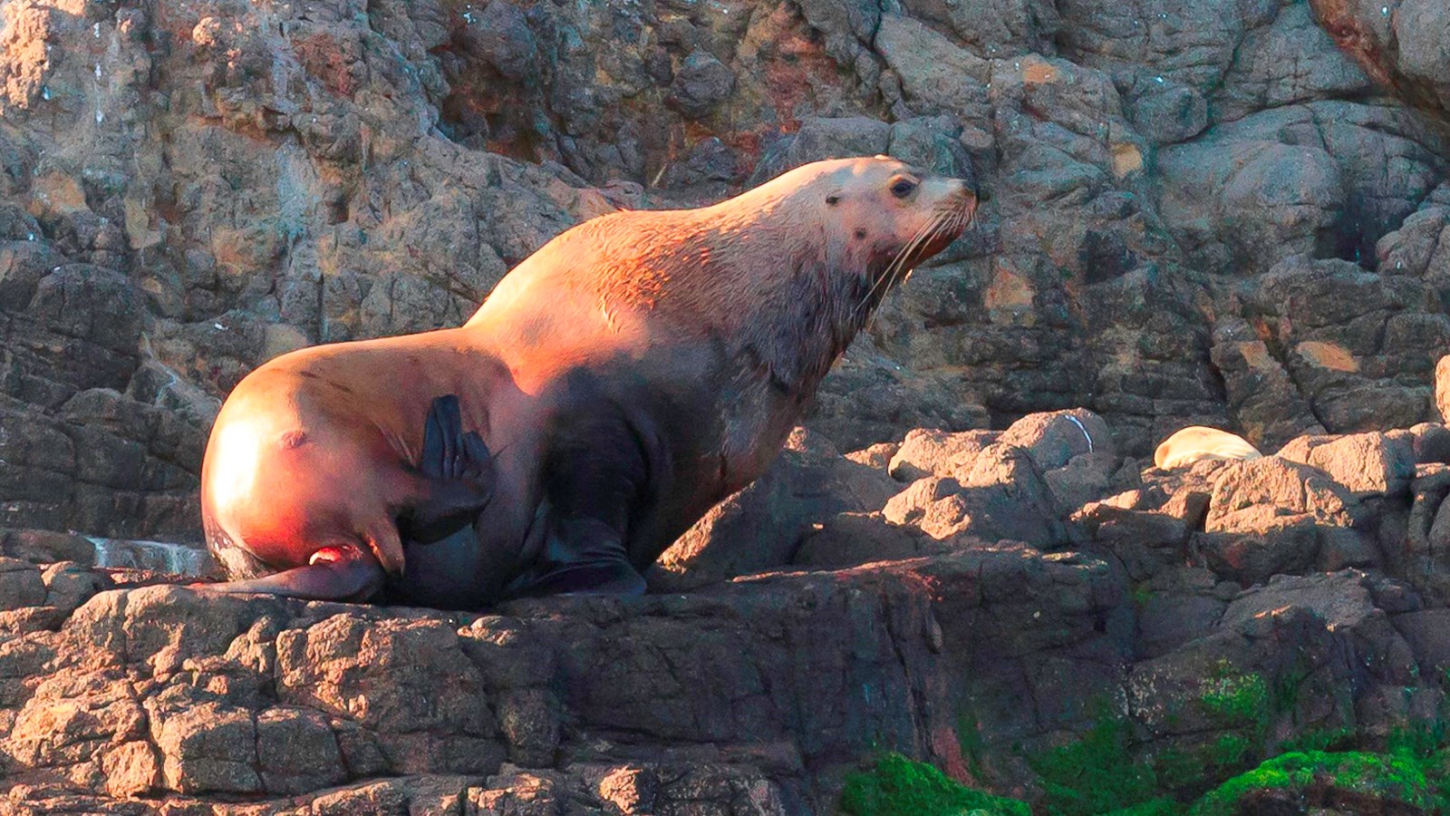 female steller sea lion