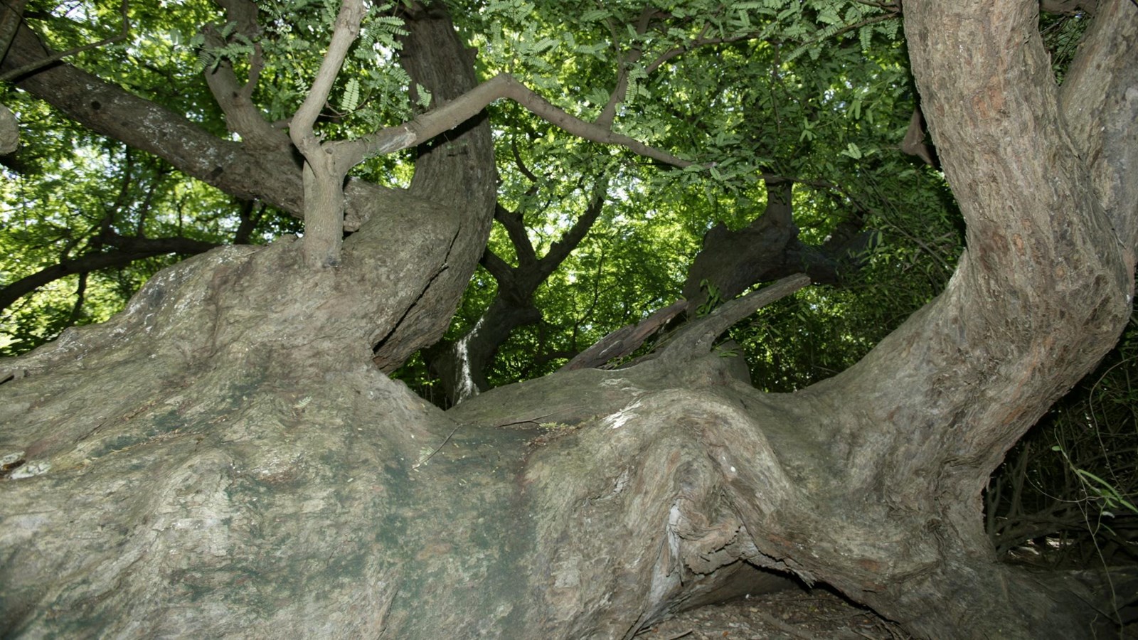Historic Tamarind Trees U S National Park Service