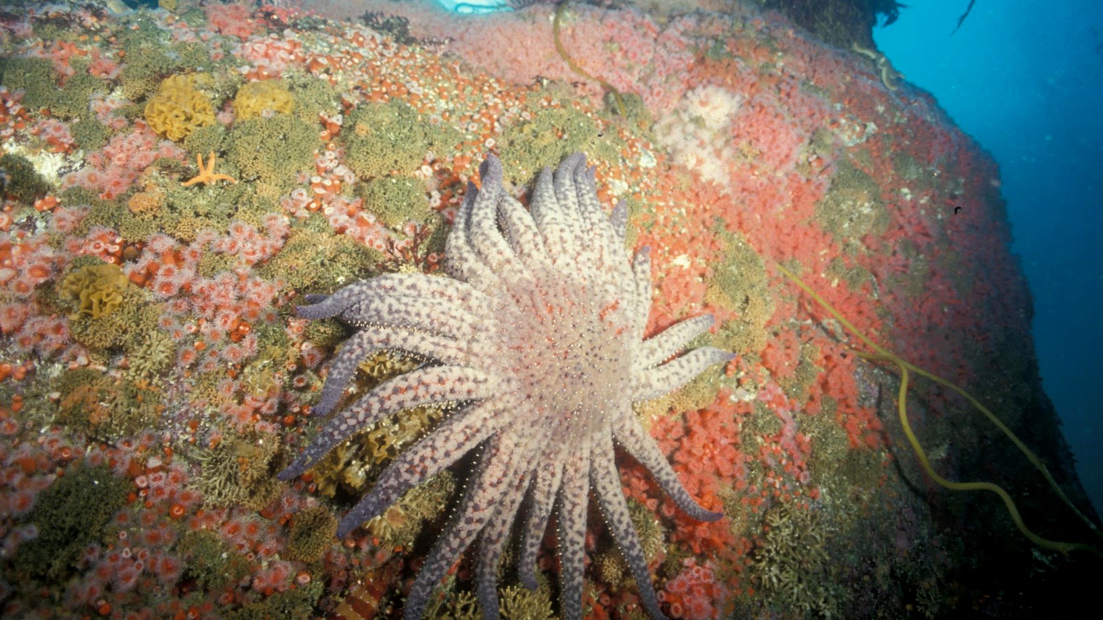 Sunflower sea stars could heal ocean deserts