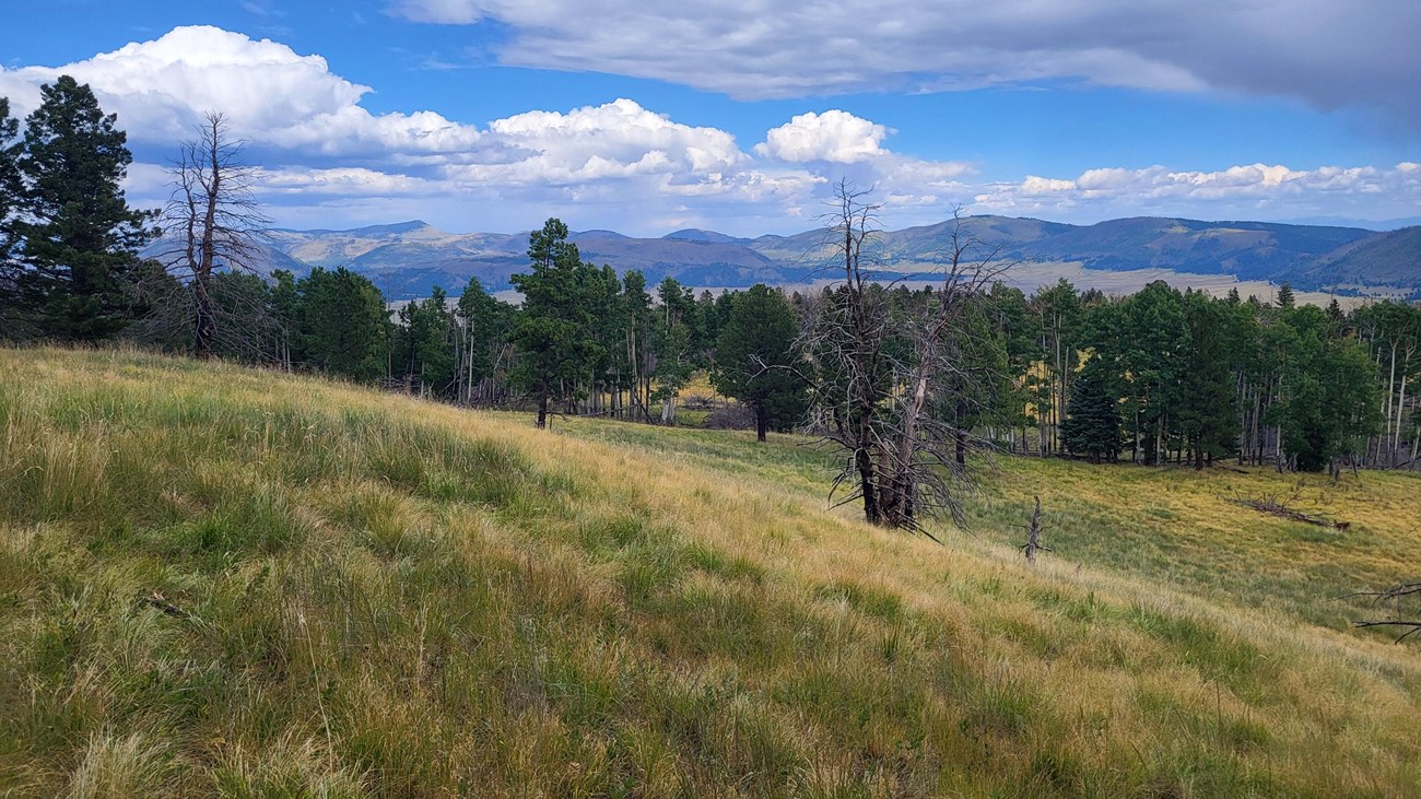 Looking down from a montane meadow across miles and miles of mountains.