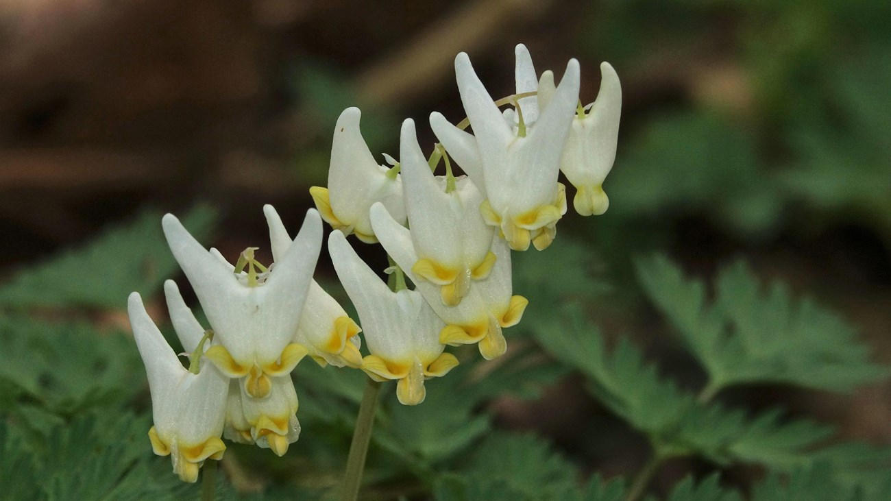 A dozen white blooms dangle off stems above lacy leaves. Each is V shaped with curled yellow points.