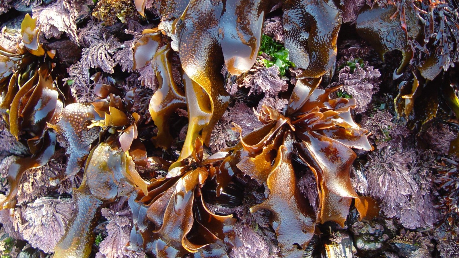 Marine plant growing on rocky shoreline.