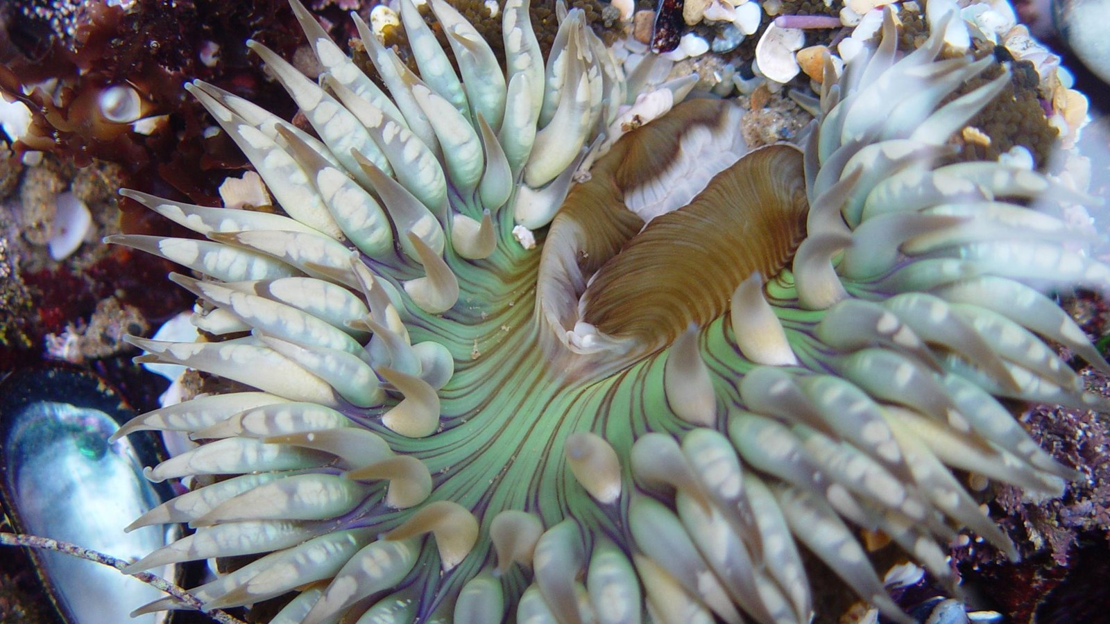 Blue green animal with tentacles on rock.