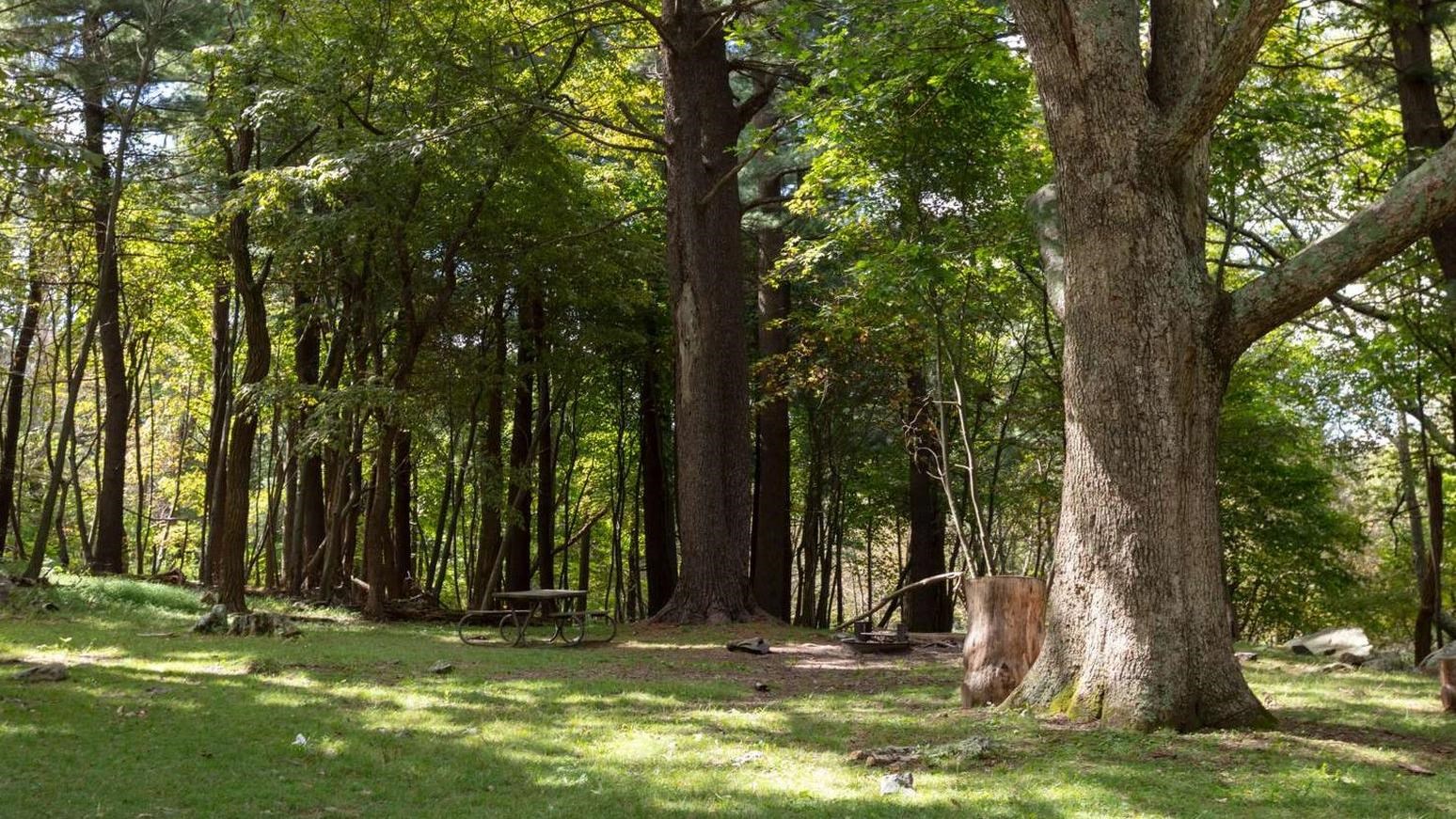 A color photograph of a grassy area with picnic tables and trees.