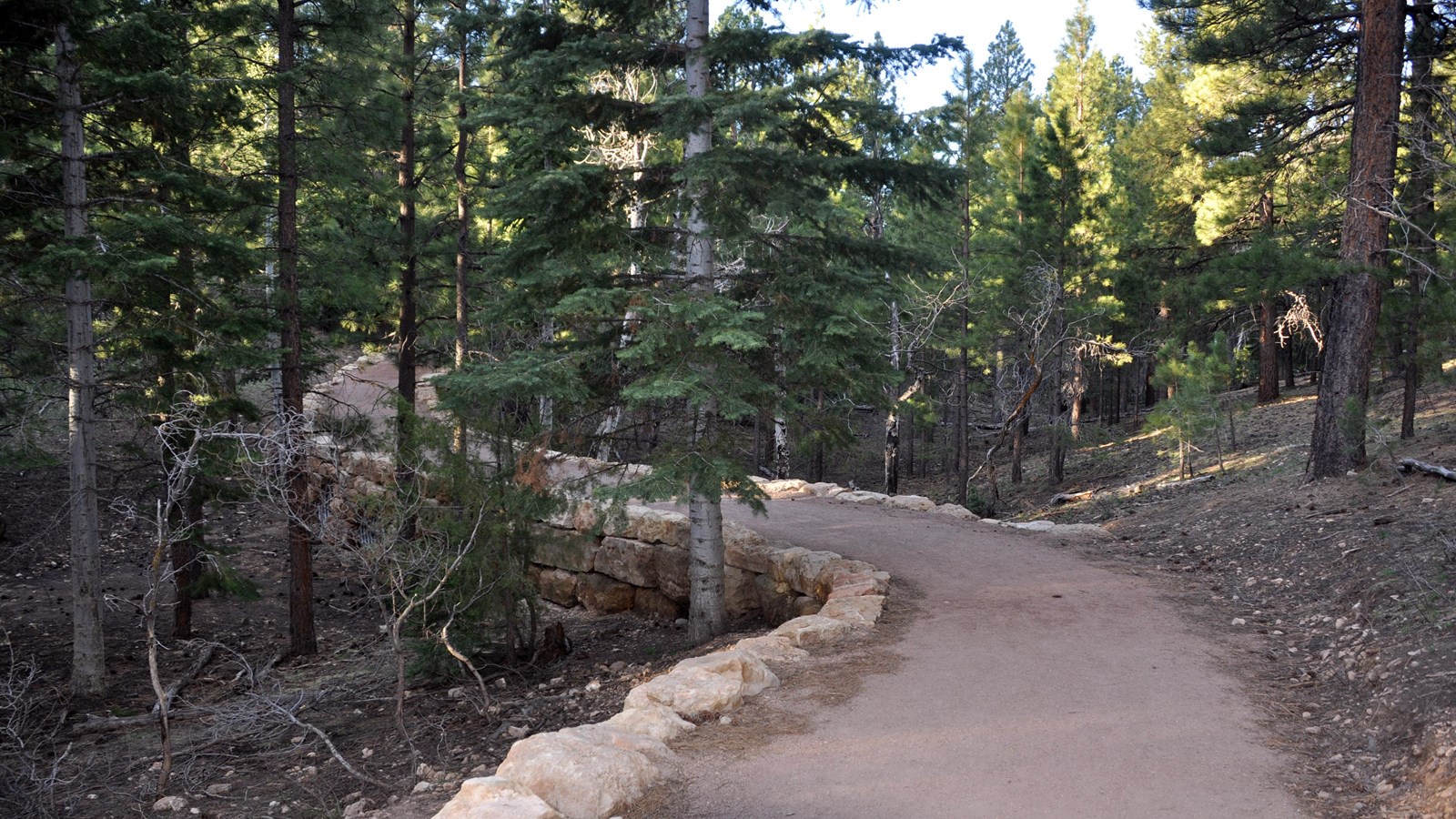 A flat, hard-packed trail bordered on either side by rocks winds through a pine and aspen forest.