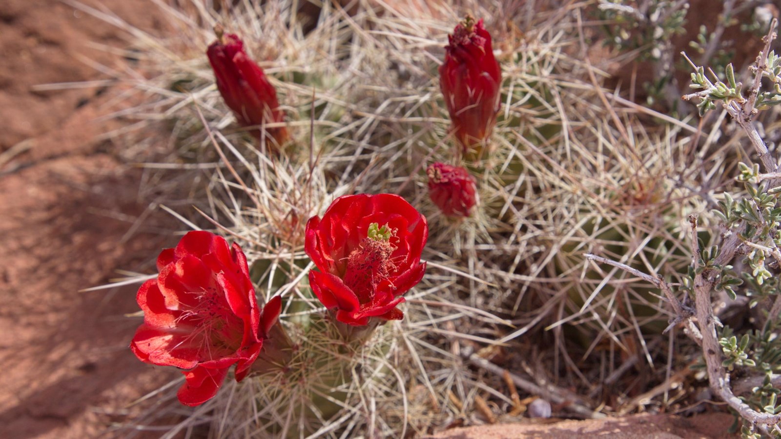 red flowers emerge from short but spiny barrel cacti