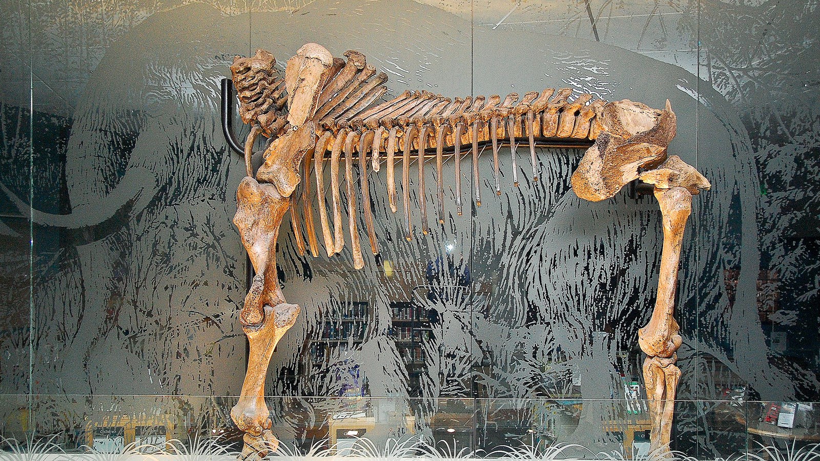 Tualatin Pubic Library mastodon skeleton