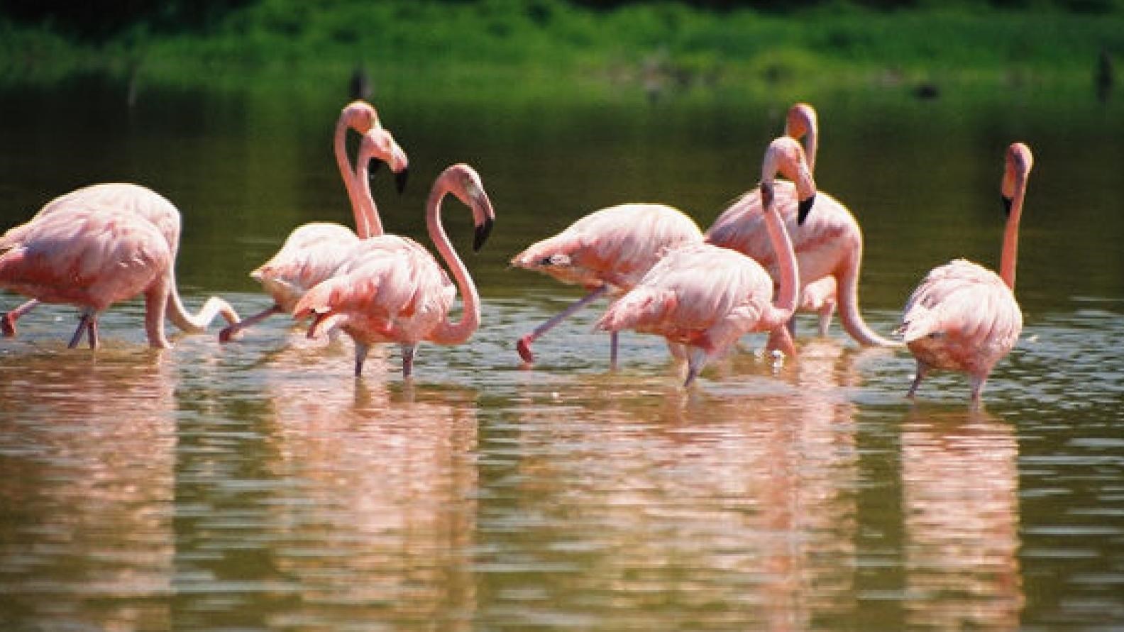 Pink flamingos wade in murky water at Mud Lake. Some have their heads and necks underwater