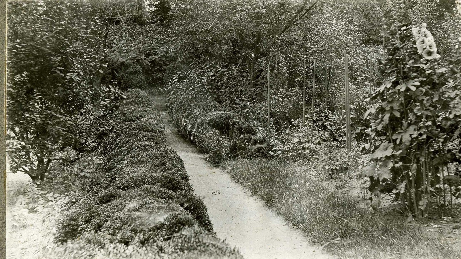 Black and white of dirt path lined with hedges and trees and shrubs 