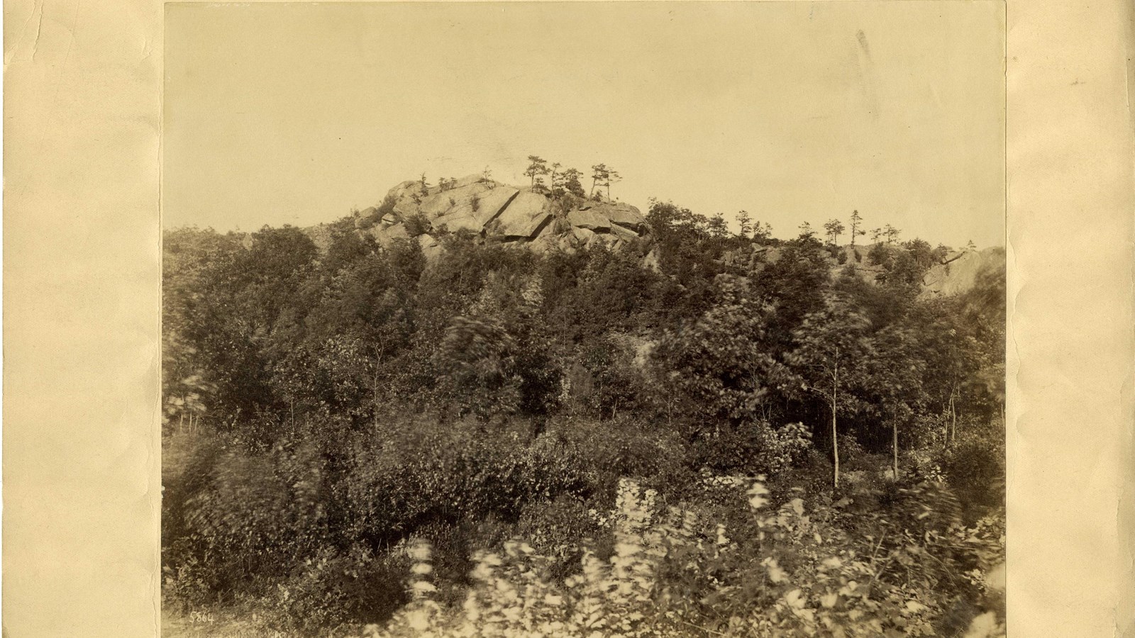 Black and white of many trees on hill with large rock on top of hill 
